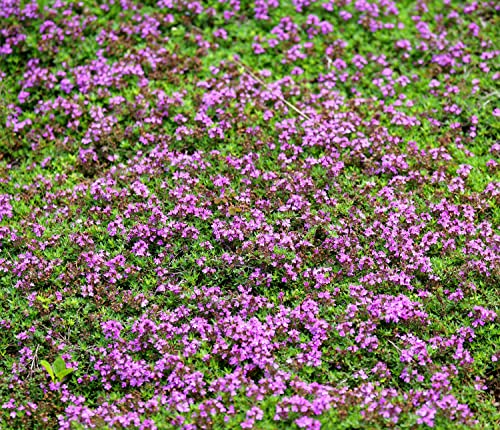 Sand-Thymian - Thymus serpyllum - 10000 Samen von Samen Schenker