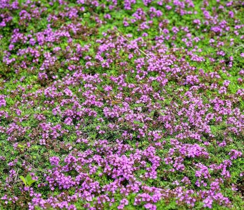 Sand-Thymian - Thymus serpyllum - 30000 Samen von Samen Schenker