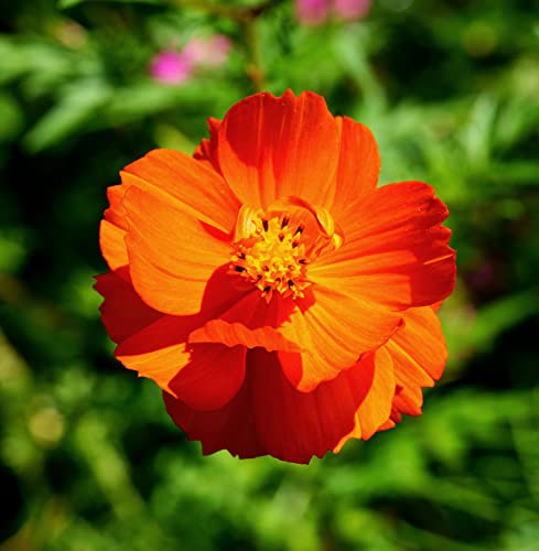 Schmuckkörbchen Brightness Mix - Cosmos sulphureus - Kosmee - Blume - 100 Samen von Samen Schenker