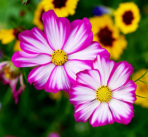 Schmuckkörbchen Tip Top Picotee - Cosmos bipinnatus - Cosmee - Kosmee - Blume - 100 Samen von Samen Schenker