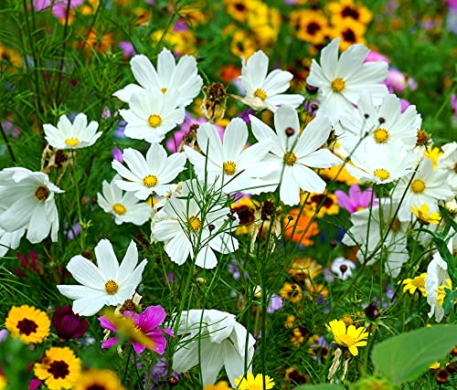 Schmuckkörbchen Weiß - Cosmos bipinnatus - Cosmee - Kosmee - Blume - 100 Samen von Samen Schenker