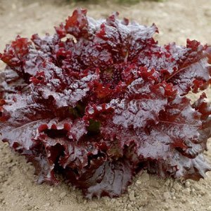 Schnittsalat - Salat Ruby Red - Salate - 500 Samen von Samen Schenker