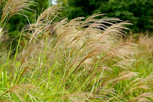 Silber-Chinaschilf – Miscanthus sinensis – Ziergras mit leuchtenden Ähren in Rot und Silber – Mehrjährig, Winterhart – 20 Samen Silber-Chinaschilf – Miscanthus sinensis – Ziergras mit leuchtenden Ähren in Rot und Silber – Mehrjährig, Winterhart – 20 Samen von Samen Schenker