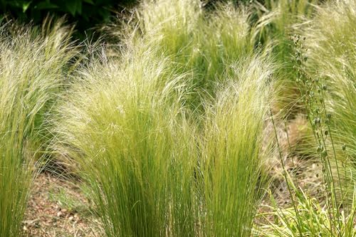 Silberährengras – Stipa tenuissima – Mexikanisches Federgras (Engelshaar, Pony Tails) – Zartes Ziergras mit silbrigem Schwung – Mehrjährig, bedingt winterhart – 25 Samen von Samen Schenker