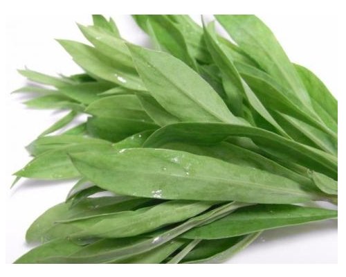 Silene Inflata - Strigoli - Taubenkropf-Leimkraut - Scuplit - 300 Samen von Samen Schenker