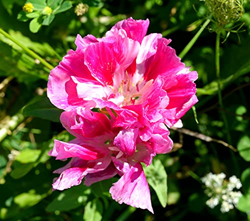 Sommerazalee Mix - Godetia grandiflora+amoena - Clarkia - Atlasblume - Mandelröschen - 1000 Samen von Samen Schenker