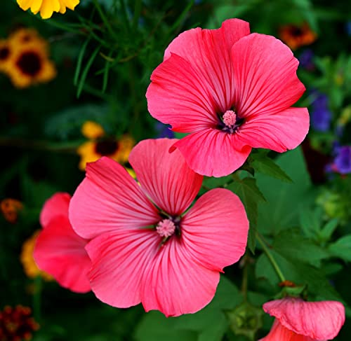 Sommermalve Vulcan - Malope trifida - 100 Samen von Samen Schenker