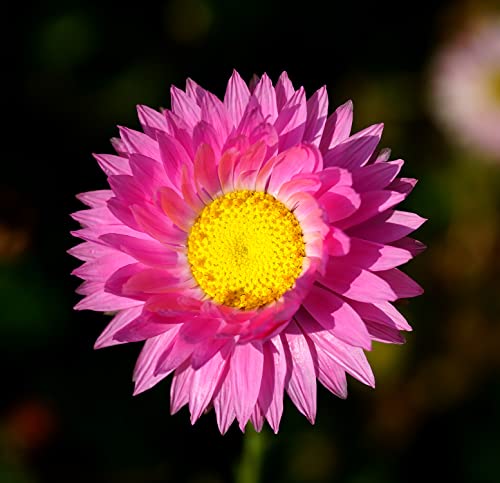 Sonnenflügel/Rhodanthe Mix - Helipterum manglesii/maculata - 50 Samen von Samen Schenker