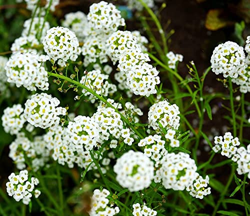 Steinkraut - Alyssum Carpet of Snow - Lobularia maritima - Blume - 500 Samen von Samen Schenker