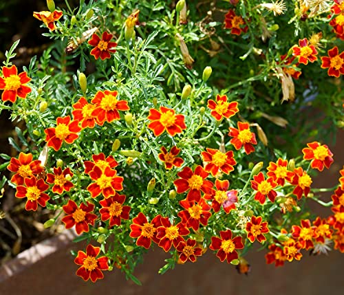 Studentenblume Linnaeus Burning Embers - Tagetes patula - 100 Samen von Samen Schenker