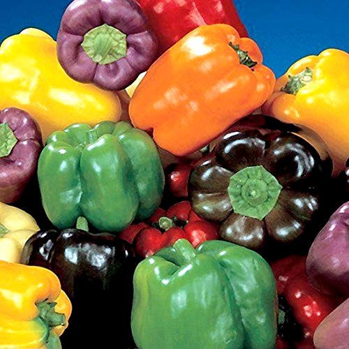 Süßpaprika Regenbogen Mischung - Paprika - 20 Samen von Samen Schenker