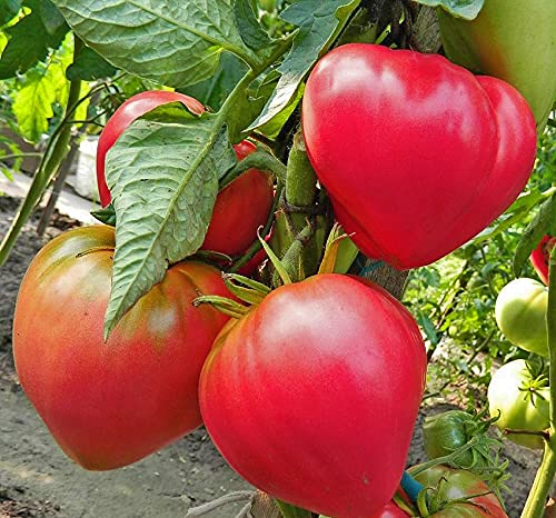 Tomate Abakan Rosa - Sehr Leckere Tomatensorte - 10 Samen von Samen Schenker