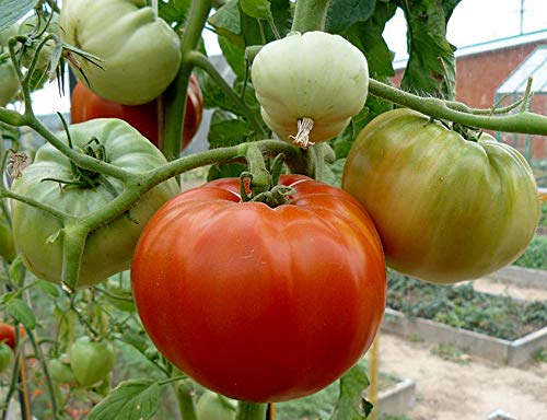 Tomate Altai Meisterwerk - ertragreich - 10 Samen von Samen Schenker