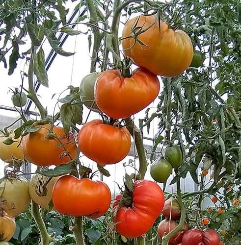 Tomate Altai orange - Sehr Leckere Tomatensorte - ertragreich - 10 Samen von Samen Schenker