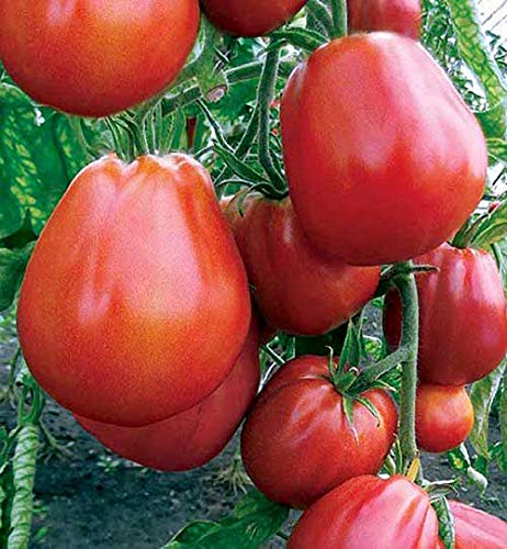 Tomate Bauchige Hütte - ertragreich - 10 Samen von Samen Schenker