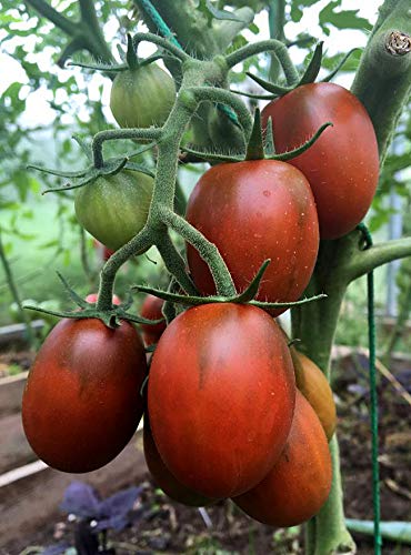 Tomate De-Barao Schwarz - 5 Samen von Samen Schenker