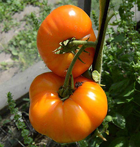 Tomate Elefant Orange - 10 Samen von Samen Schenker