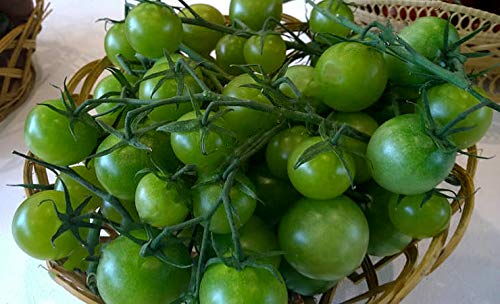 Tomate Grüner Edelstein - 10 Samen von Samen Schenker