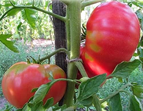 Tomate Honiger - sehr süß - 10 Samen von Samen Schenker