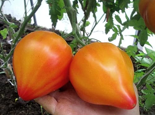 Tomate Orange Russian - fruchtig süß - 10 Samen von Samen Schenker