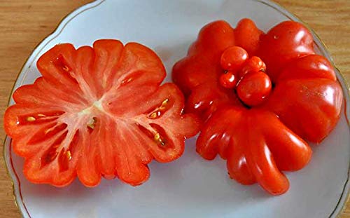 Tomate Pilzkorb - 10 Samen von Samen Schenker