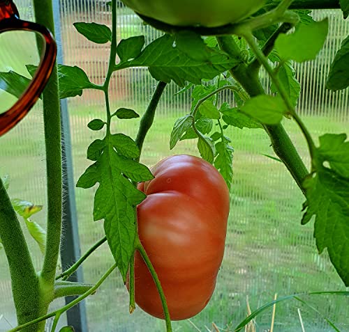 Tomate Watermelon Beefsteak - Sehr alte Sorte - 10 Samen von Samen Schenker