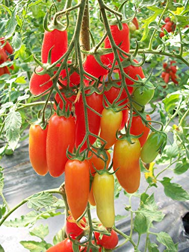 Tomate Chochloma - sehr ertragreich - 10 Samen von Samen Schenker