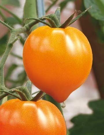 Tomate Goldenes Herz - 10 Samen von Samen Schenker