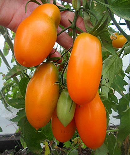 Tomate Orangene Banane - 10 Samen von Samen Schenker