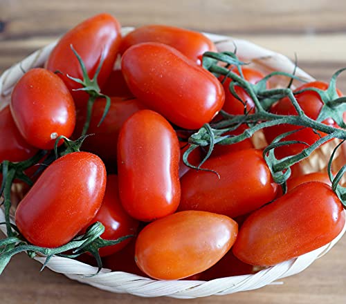 Tomate San Marzano Nano - 20 Samen von Samen Schenker