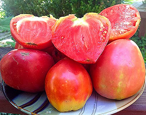 Ungarische Ochsenherz Tomate - Ochsenherz-Tomate - 10 Samen von Samen Schenker