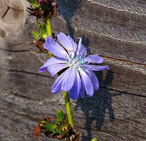 Gewöhnliche Wegwarte - Cichorium intybus - 2000 Samen von Samen Schenker