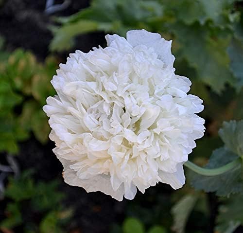 Weißer Mohn - 100 Samen von Samen Schenker