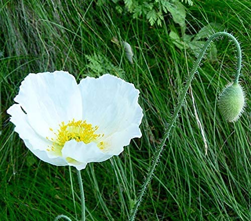 Weißer Mohn var. album - 1000 Samen von Samen Schenker