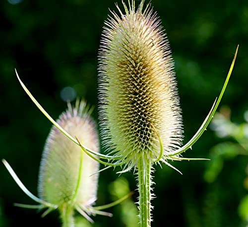 Wilde Karde - Dipsacus fullonum - Dipsacus sylvestris - 50 Samen Wilde Karde - Dipsacus fullonum - Dipsacus sylvestris - 50 Samen von Samen Schenker