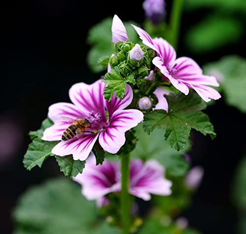 Gartenmalve Zebrina - Zebra-Malve - Malva sylvestris Zebrina - 200 Samen von Samen Schenker