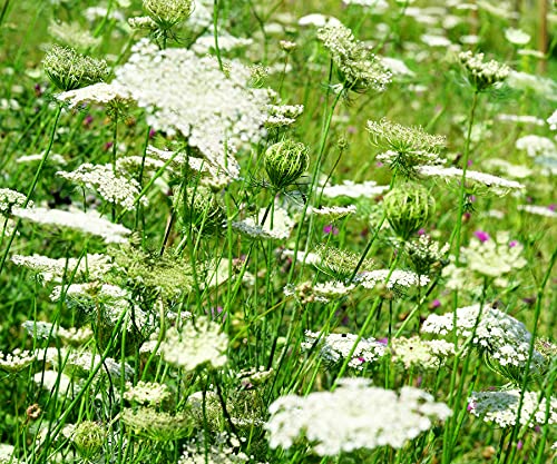 Wilde Möhre - Wilde Karotte - Daucus carota - 10000 Samen Wilde Möhre - Wilde Karotte - Daucus carota - 10000 Samen von Samen Schenker