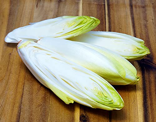 Zichoriensalat Zuckerhut - Endiviensalat - Endive Sugar Loaf - Salate - 500 Samen von Samen Schenker