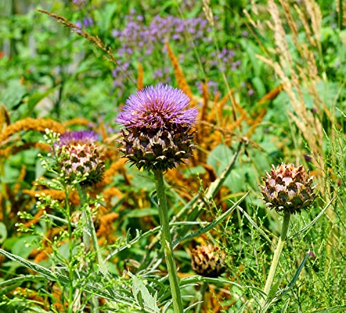 Zierartischocke - Kardy - Cynara cardunculus ssp. flavescens - 30 Samen von Samen Schenker