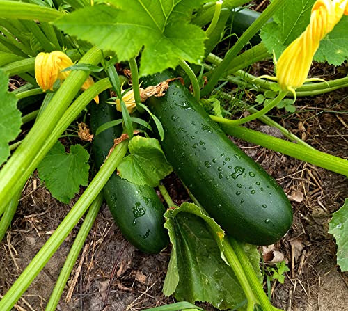 Zucchini Black Beauty - Kürbis - 20 Samen von Samen Schenker