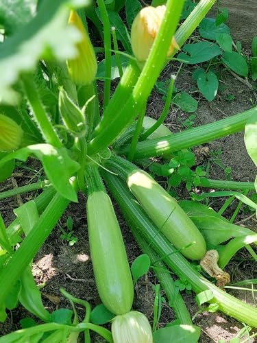 Zucchini Lungo Bianco di Palermo - Kürbis - 10 Samen von Samen Schenker