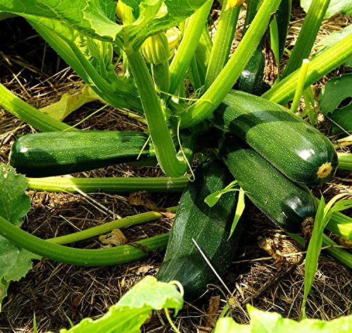 Zucchini Nero Di Milano - Kürbis - 20 Samen von Samen Schenker