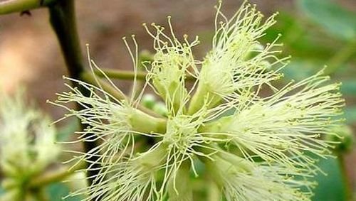 Albizia Procera, weissblühende Akazie, 10 Samen von Samen aus Ungarn