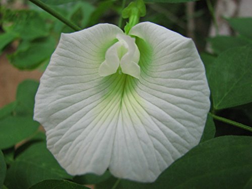 Clitoria Ternatea, Schmetterlingserbse, WEISS, WHITE 10 Samen, BIO hu-öko-01 von Samen aus Ungarn