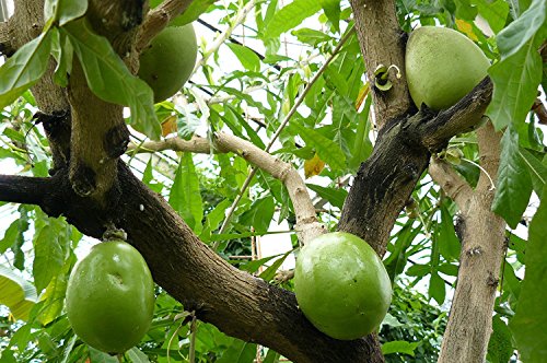 Crescentia Cujete, Kalebassenbaum, seltene Früchte, 10 Samen von Samen aus Ungarn