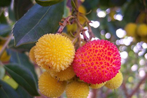 Erdbeerbaum arbutus unedo, essbare Früchte, Erdbeeren, 10 frische Samen EXOTISCH von Samen aus Ungarn