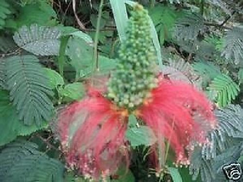 Roter Puderquastenstrauch, Pinselblüte, Calliandra houstoniana, exotische Pflanze Samen von Samen aus Ungarn
