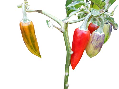 Fish Pepper Chili 10 Samen ***Schöne Pflanze mit Panaschiertem Laub*** von Samenchilishop(Immer nur einmal Versandkosten)