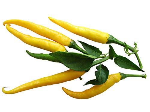 Chili ''Cedrino'' 10 Samen von Samenchilishop