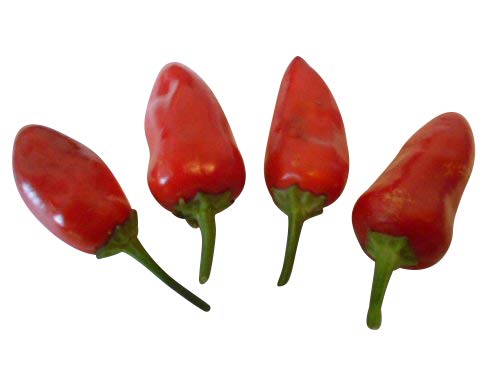 Feuerküsschen Hot (Firekiss) 10 Samen von Samenchilishop